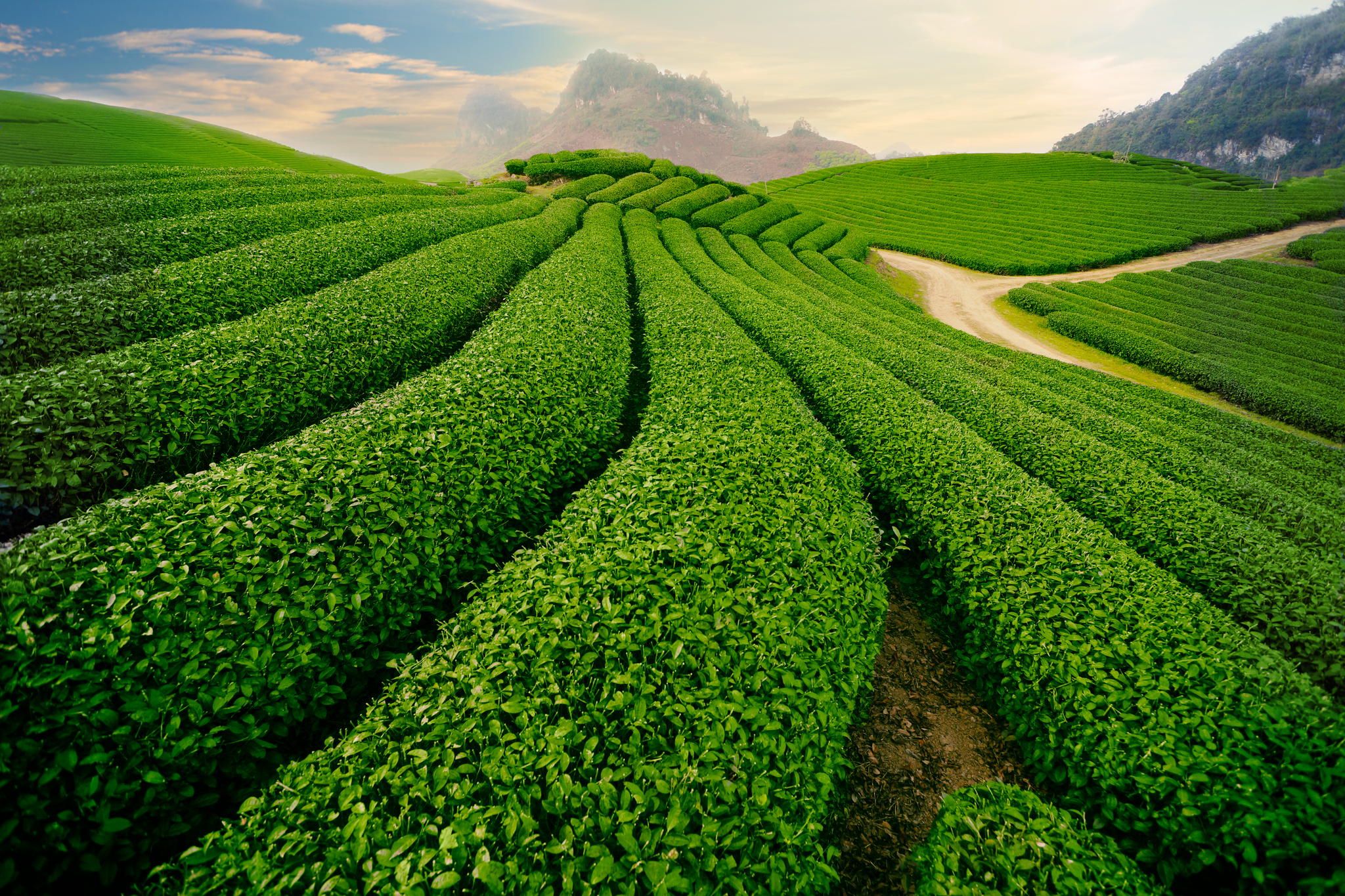 tea_hills_farms