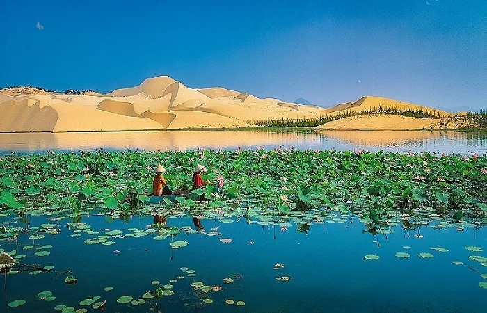 bau-sen-bau-trang-mui-ne-vietdu3