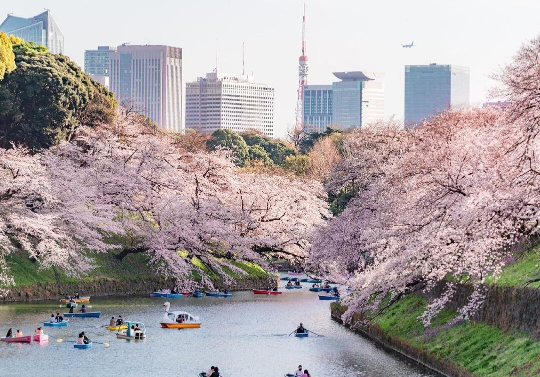Địa điểm ngắm hoa anh đào ở Nhật Bản